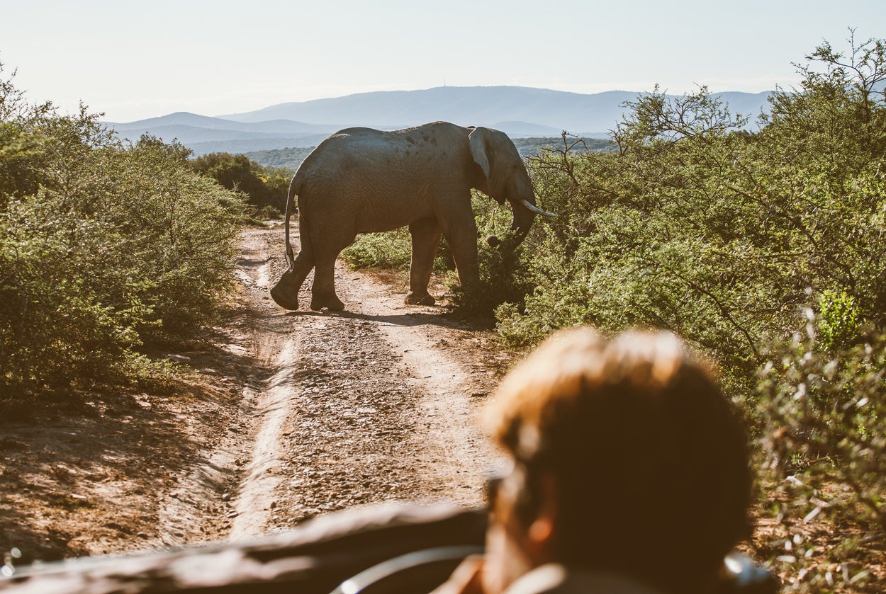 Safari is one of South Africa’s biggest tourist draws