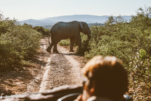 <p>Safari is one of South Africa’s biggest tourist draws</p>