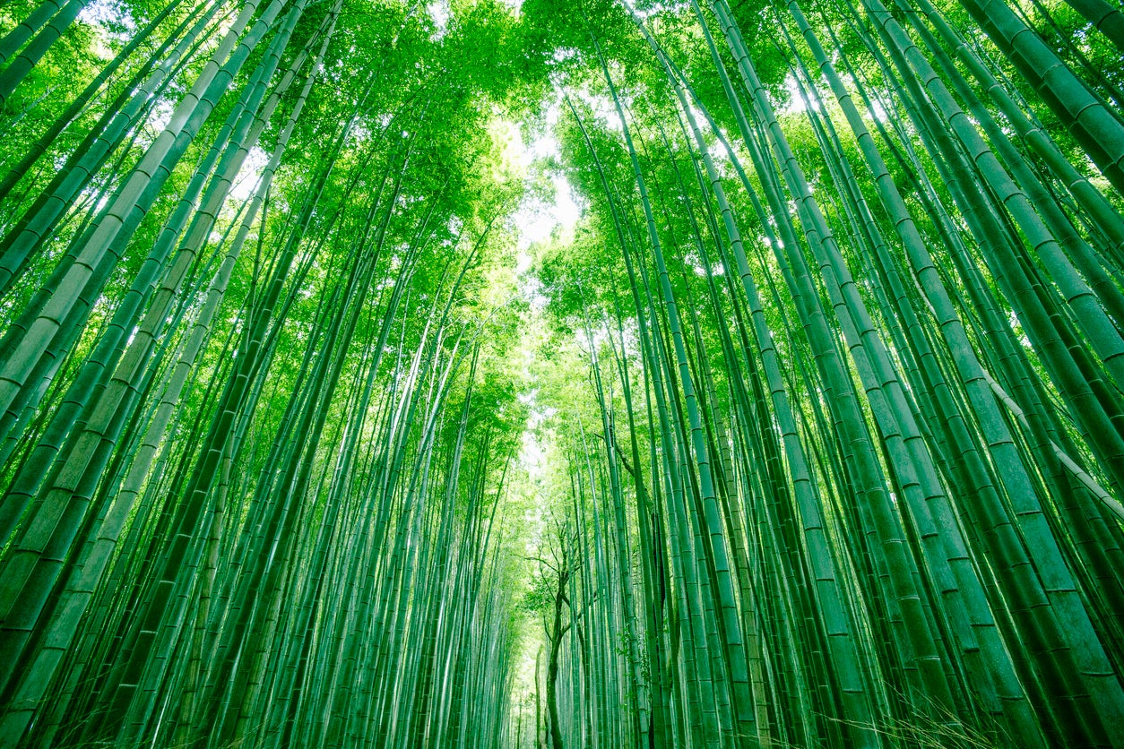 Bamboo forests like Arashiyama are the stuff of ‘Alice in Wonderland’ fantasies