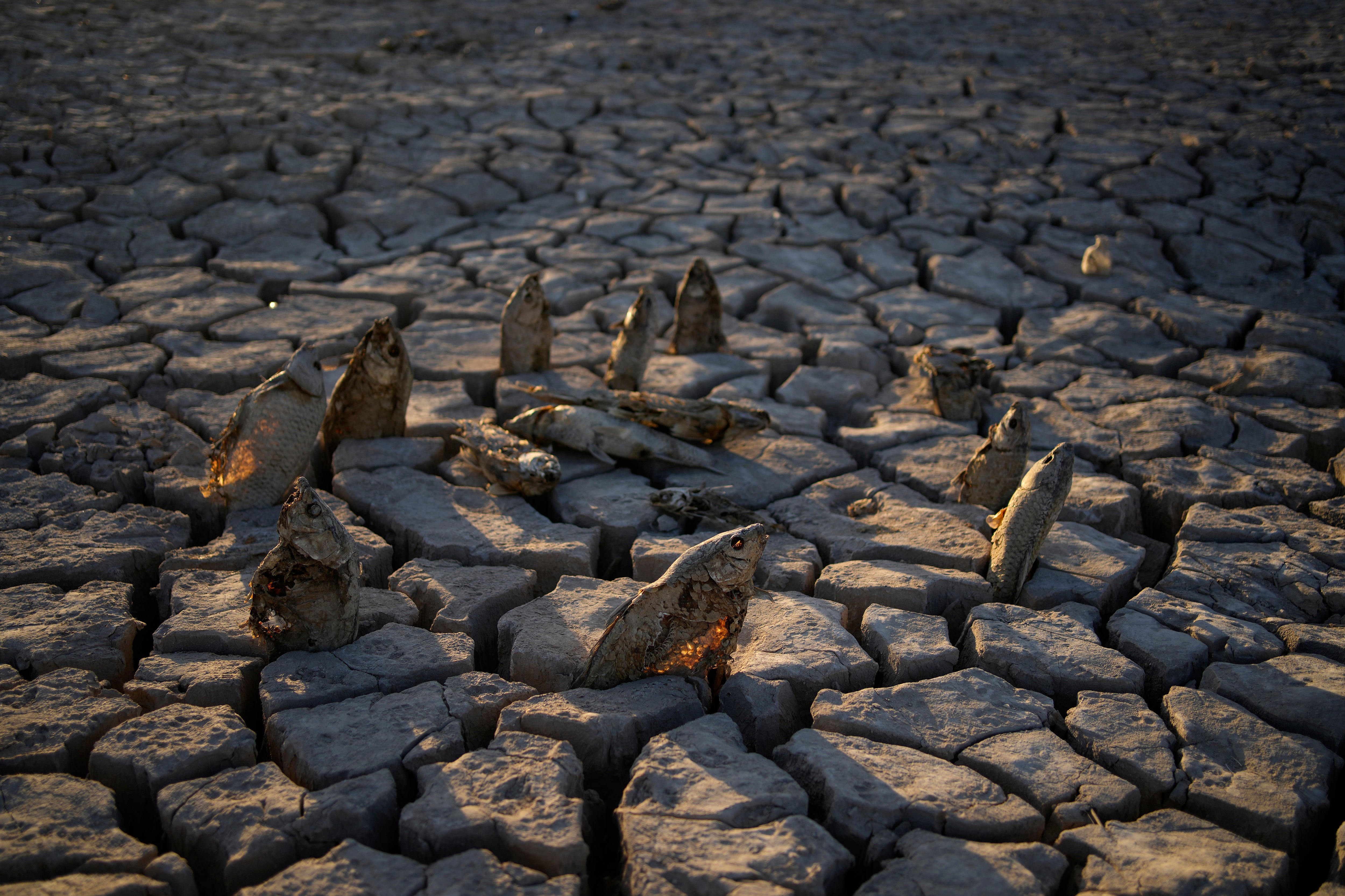 A ring of dead fish, placed in a circle by a visitor, lining the dried lakebed of Lake Mead