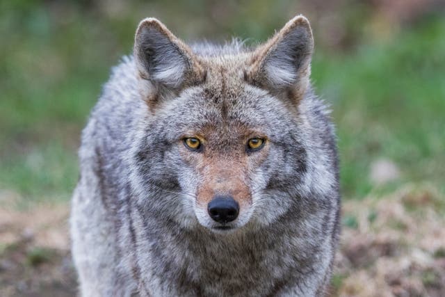 <p>Coyotes, a species of North American wild canine, has been spotted a number of times in New York City</p>