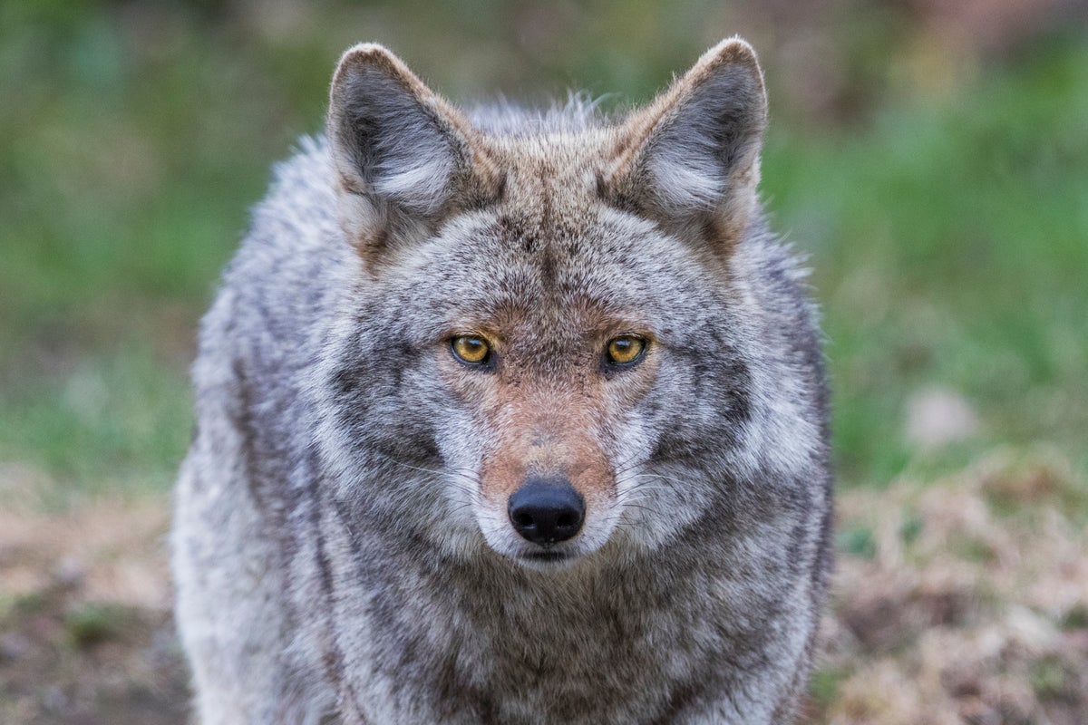 The coyotes of Manhattan: Meet New York City’s thriving wildlife underbelly