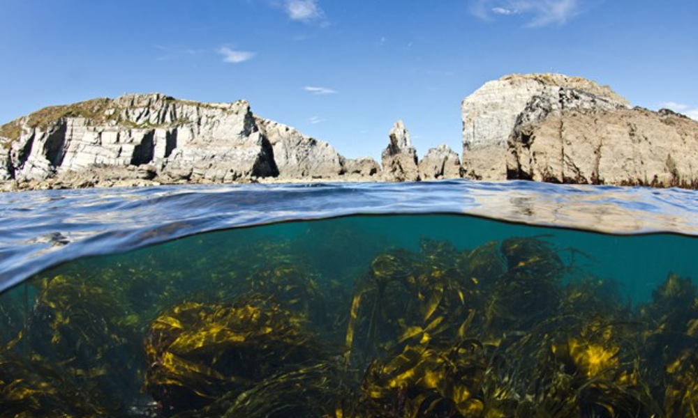 Scientists embark on world-first study to reveal carbon stored in UK seas. (Credit: WWF UK)