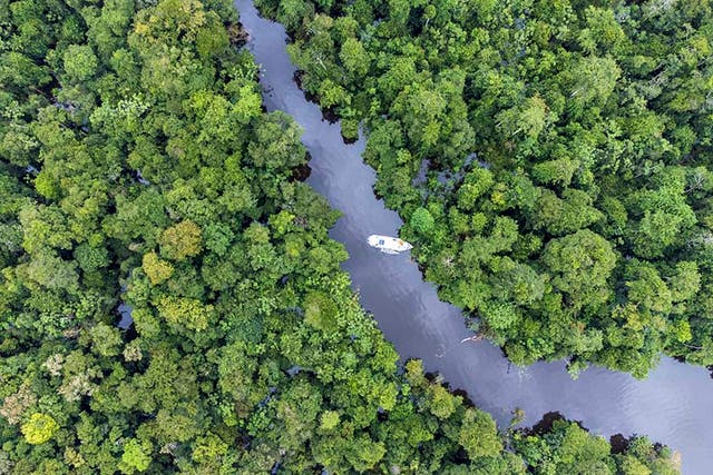 <p>The Rio Negro tributary of the Amazon</p>