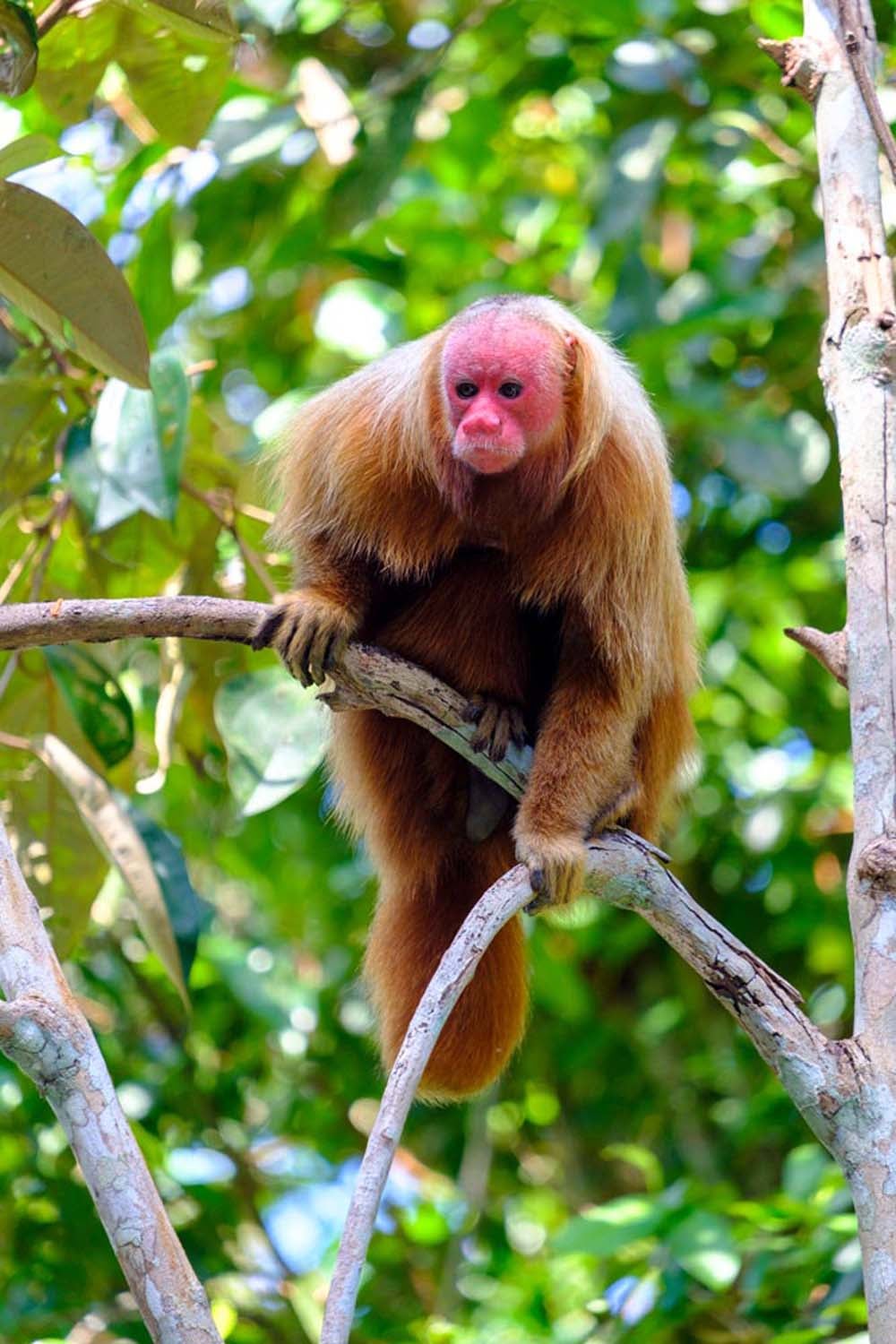 A bald uakari monkey in the Amazon