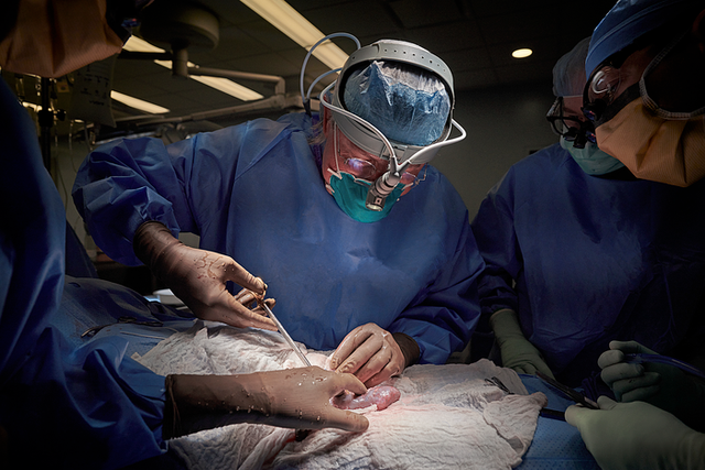 <p>Robert Montgomery, Professor and chair of the department of surgery at NYU Langone and director of its Transplant Institute, performs the first xenotransplantation of a genetically engineered nonhuman kidney to a human in 2021</p>