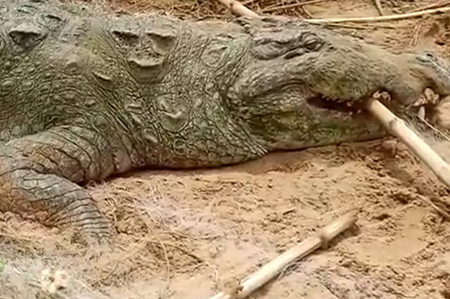 <p>Villagers in Madhya Pradesh captured a 13-foot crocodile believing it had swallowed a child</p>
