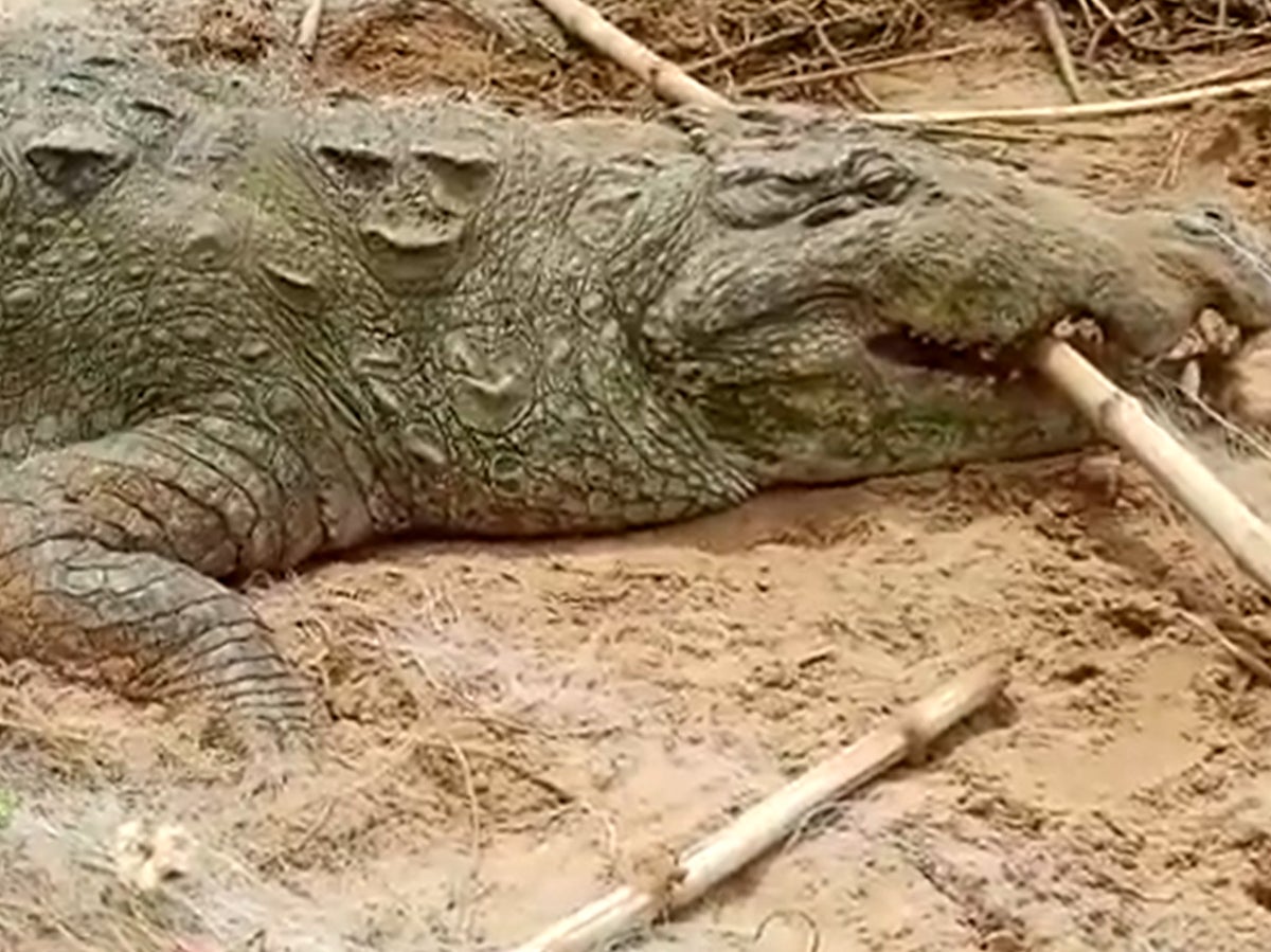 Villagers tie up 13-foot crocodile believing it had swallowed a boy whole