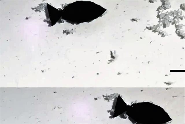 <p>A fish-shaped robot controlled by near-infrared light to absorb microplastics</p>
