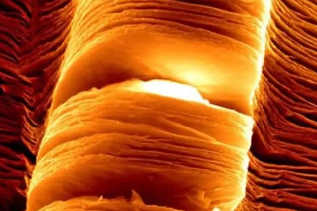 <p>Electron micrograph of nanosheets of the ‘wonder material’ MXene</p>