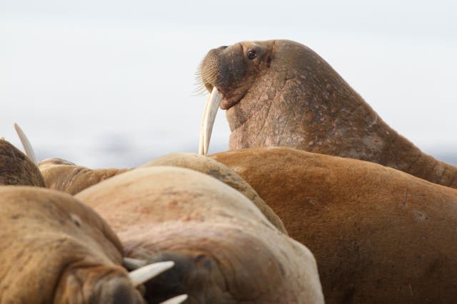 Many walruses live on Svalbard, Norway (Alamy/PA)