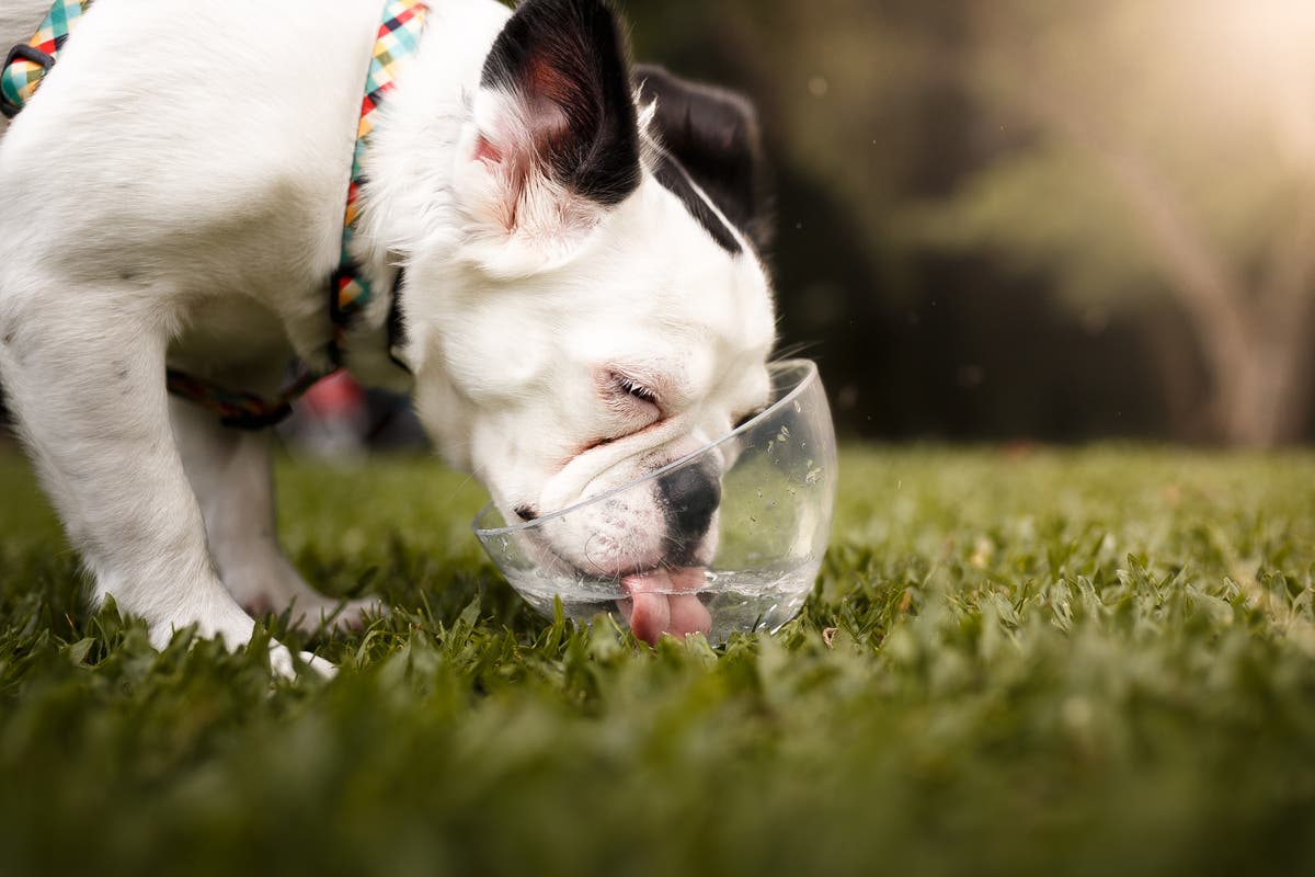 Sunscreen for dogs: The everyday skincare product pets should wear too