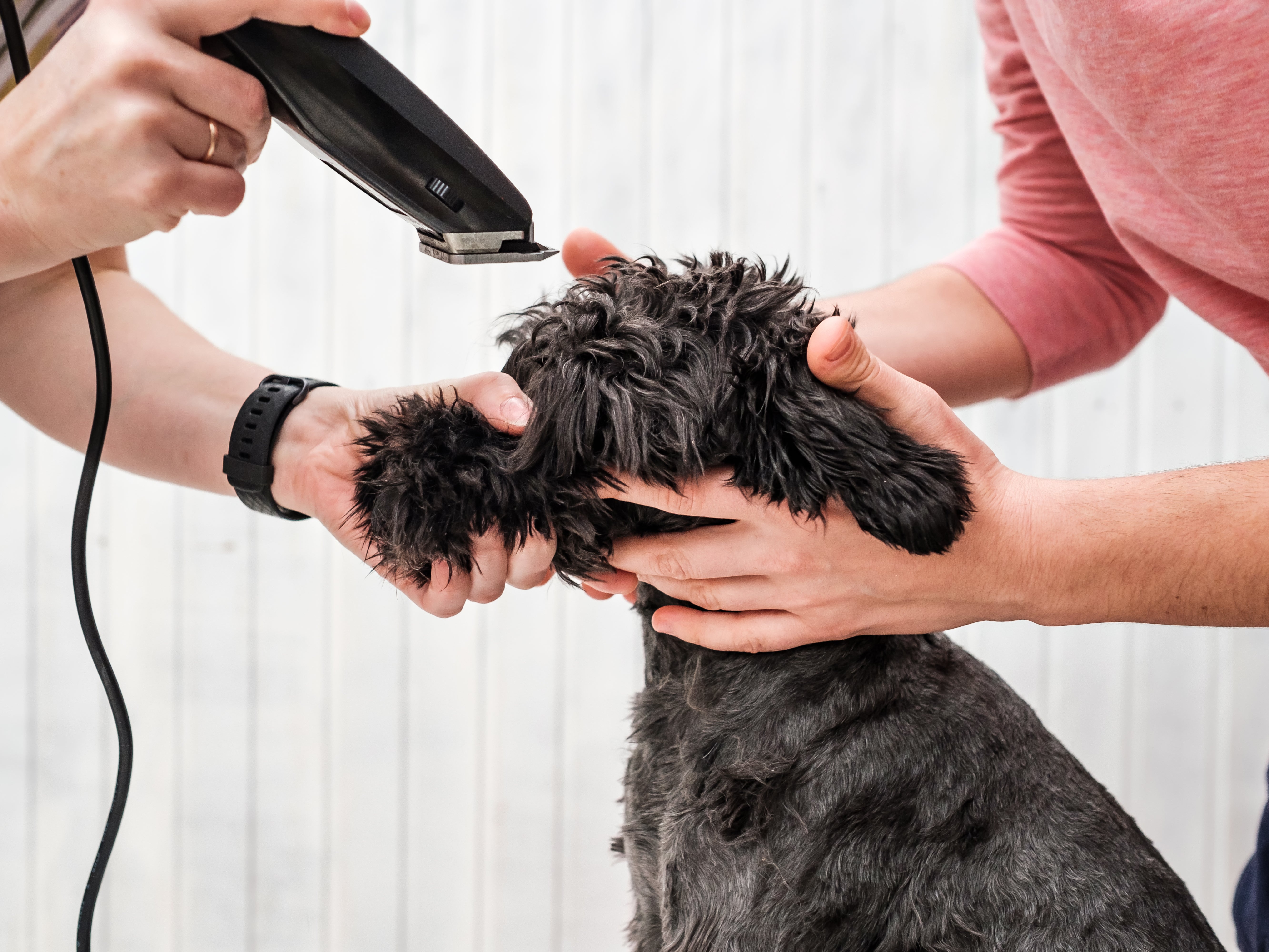 Should you shave your pet in a heatwave?