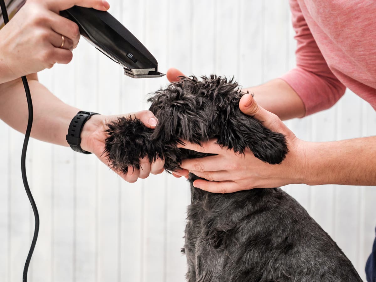 UK heatwave: Should I shave my pet’s fur in extreme temperatures?