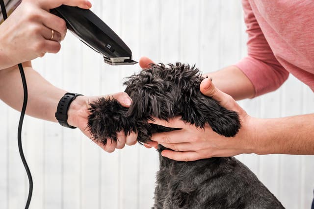 <p>Should you shave your pet in a heatwave?</p>