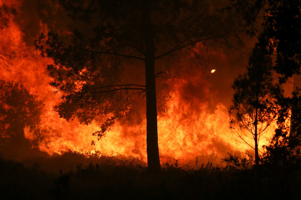 После сильного пожара. Пожар леса. Природные пожары. Сильный пожар. Сильный пожар в лесу.
