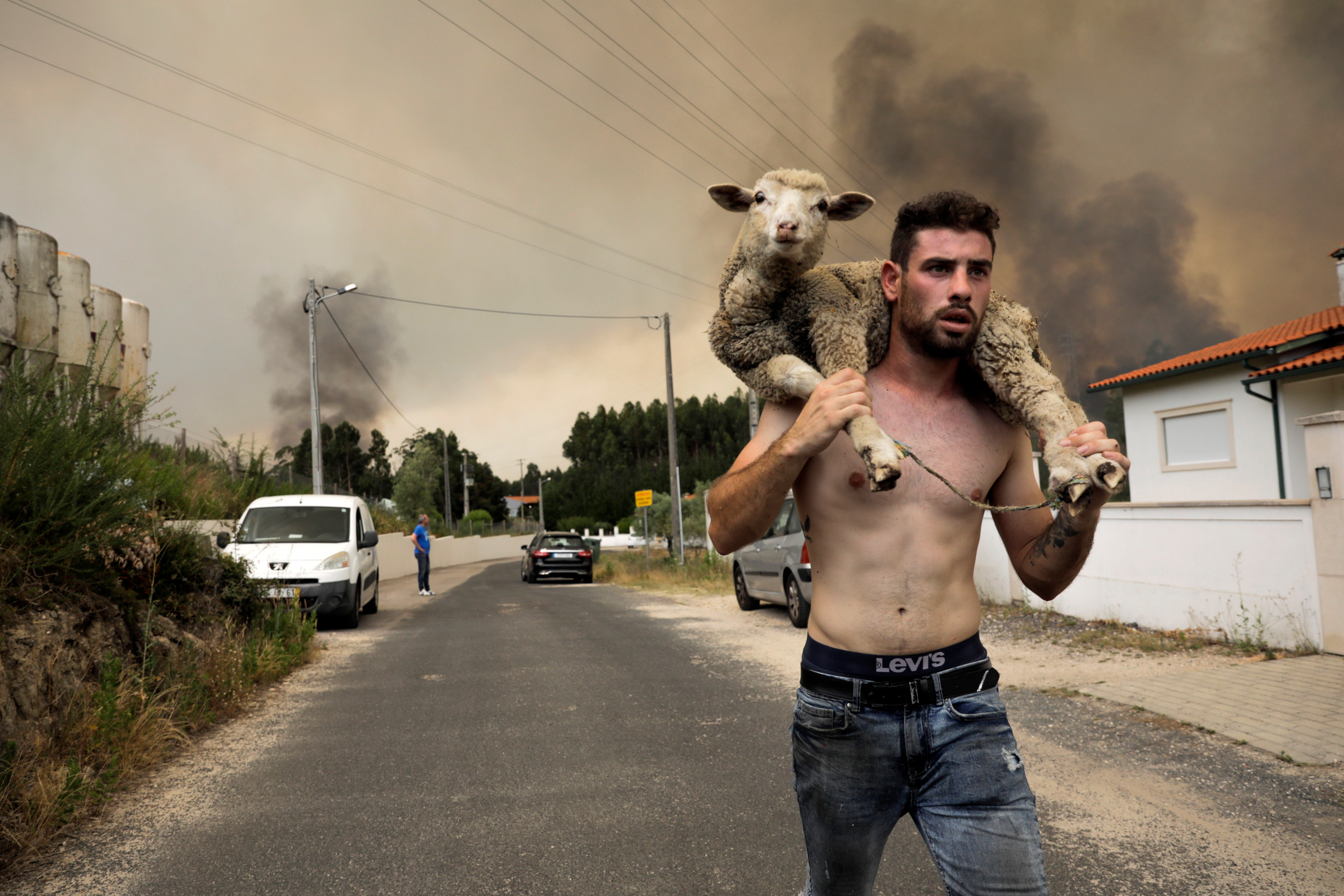 A man carries a sheep on his back during the fire at Boa Vista, Portugal