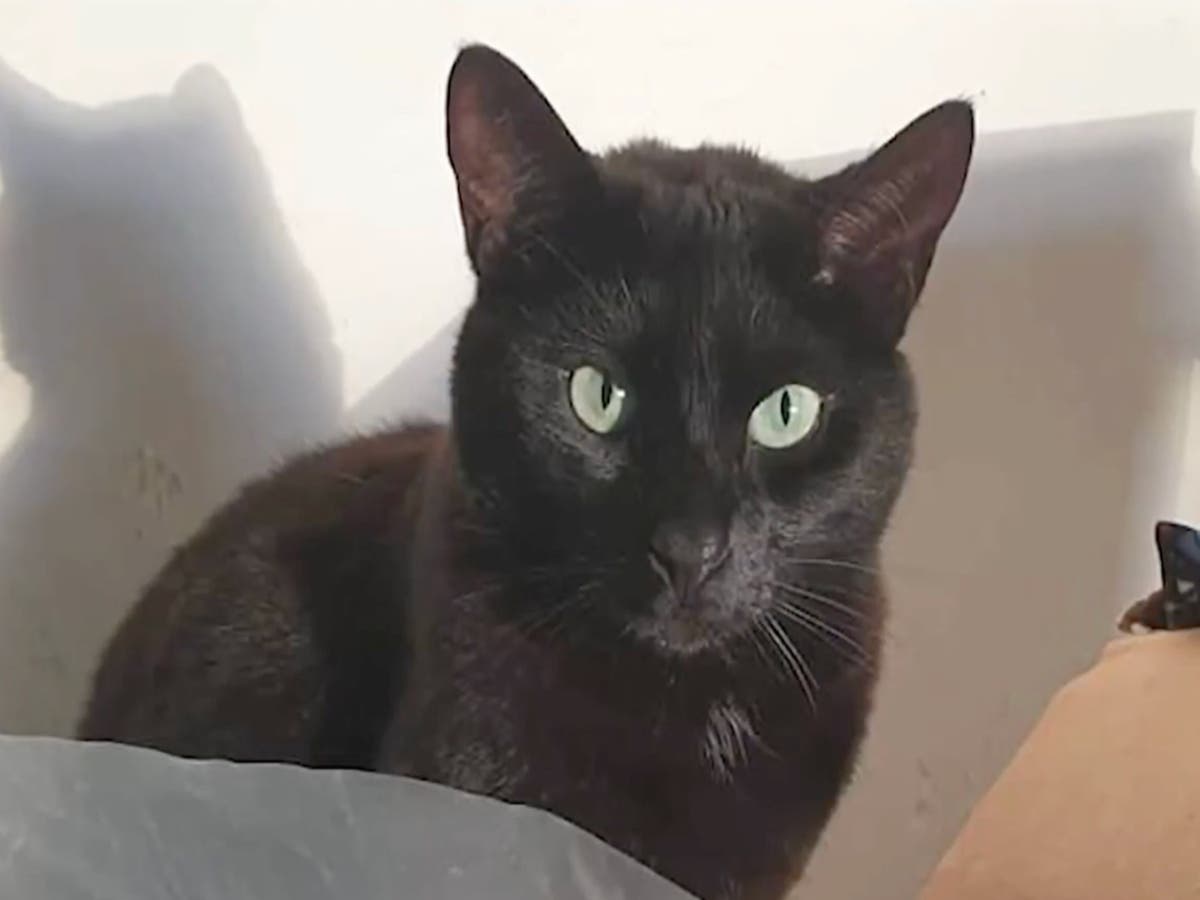 Missing cat that has been dodging staff at Boston airport finally