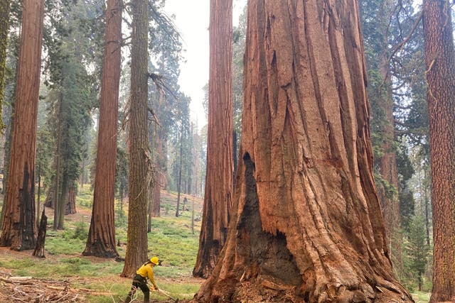 <p>A firefighter works to protect a sequoia from wildfire in Yosemite National Park on Monday </p>