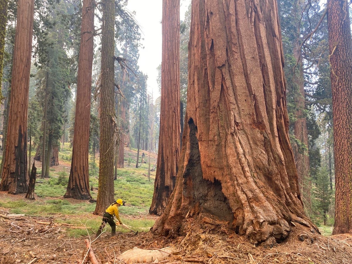 Yosemite’s Giant Sequoias expected to survive wildfire started by people