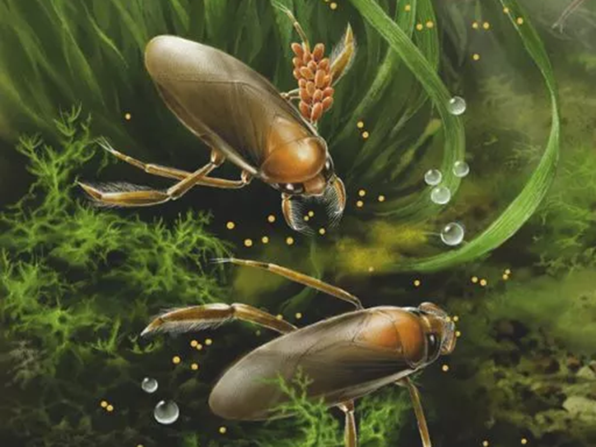Pre-historic aqua bugs kept their eggs on arm’s length