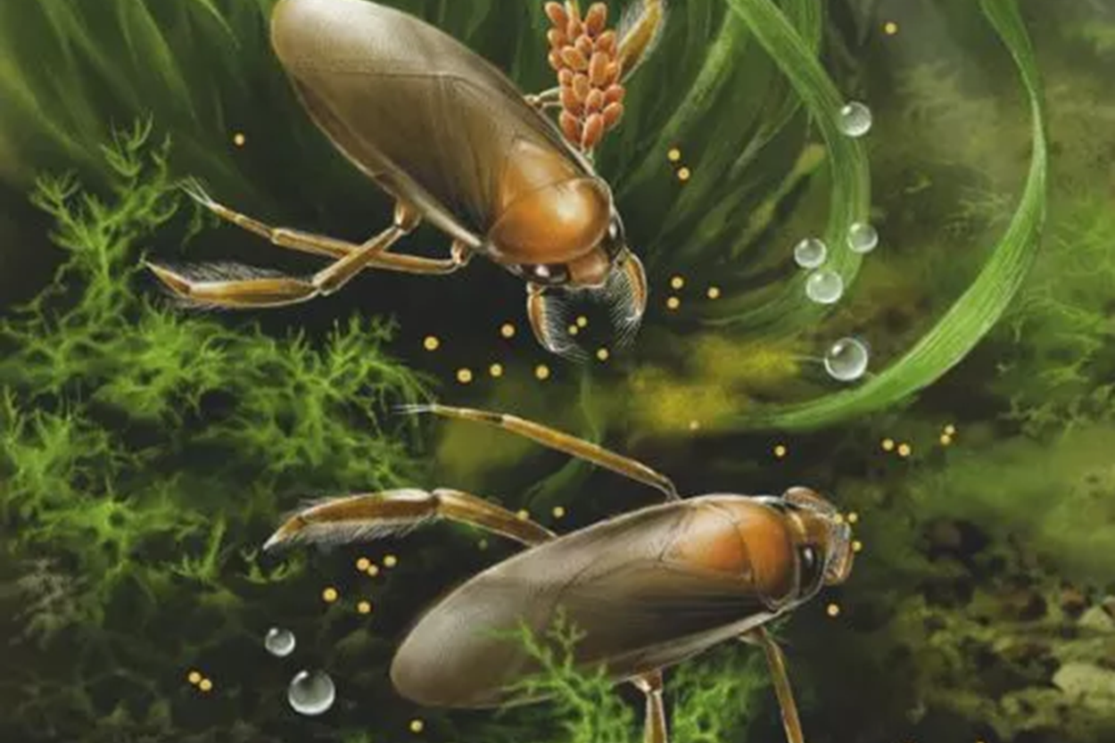 Jurasic Insect Jurassic insect wore eggs on its legs ‘like grapes on vine’ scientists ...
