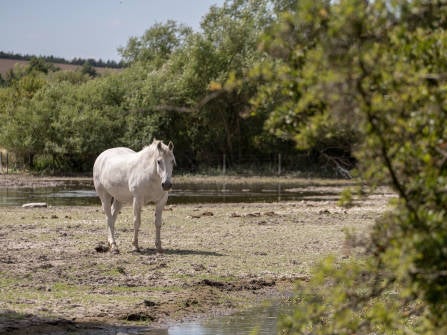 <p>The river Kennet in Wiltshire has nearly dried up in places</p>