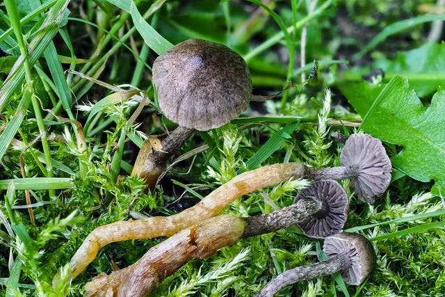 A rare ‘Strangler’ fungus was among the species found ( Jens H Petersen/Plantlife/PA)