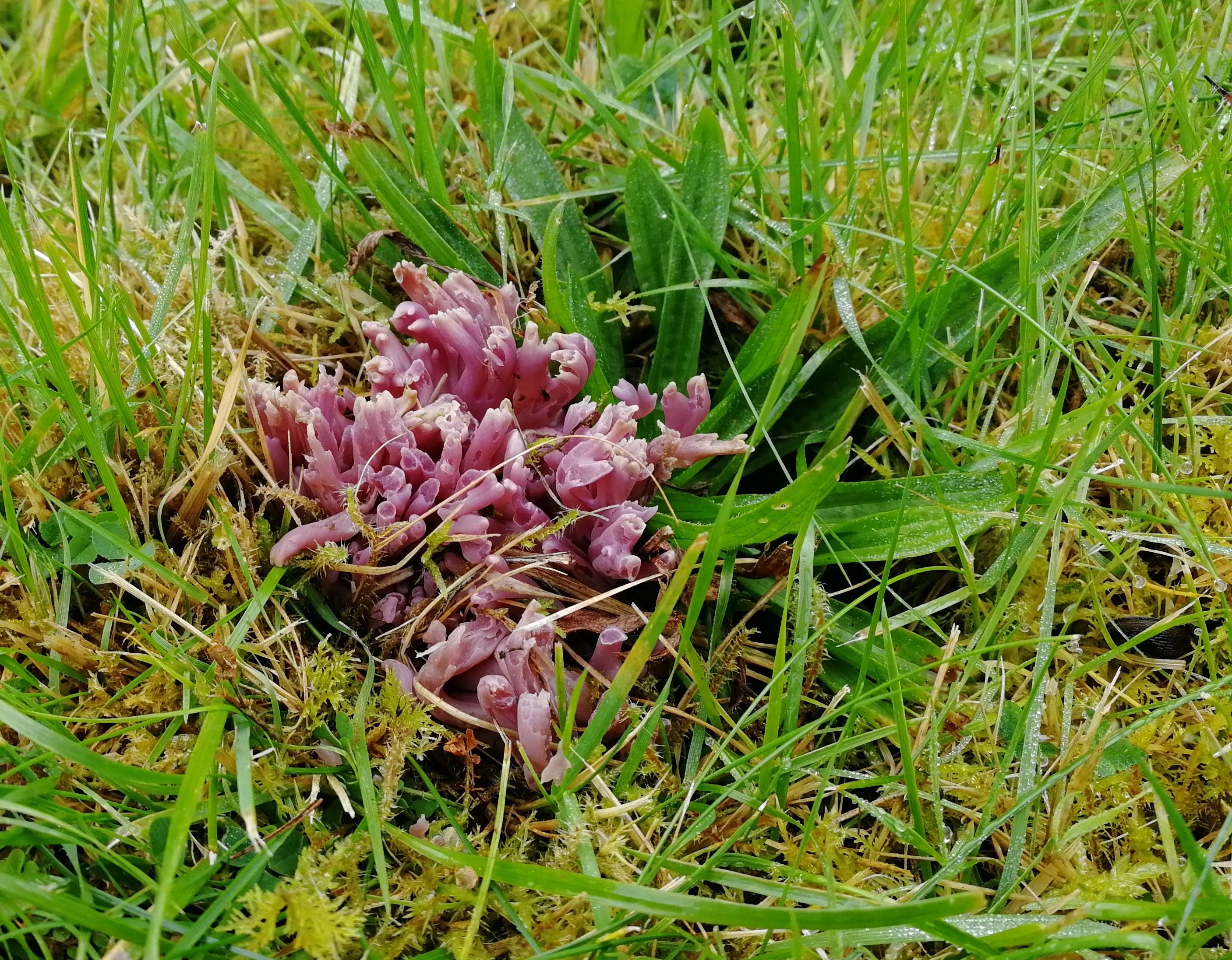 The colourful Violet Coral fungus was found on grasslands at two Munros. (Plantlife/PA)