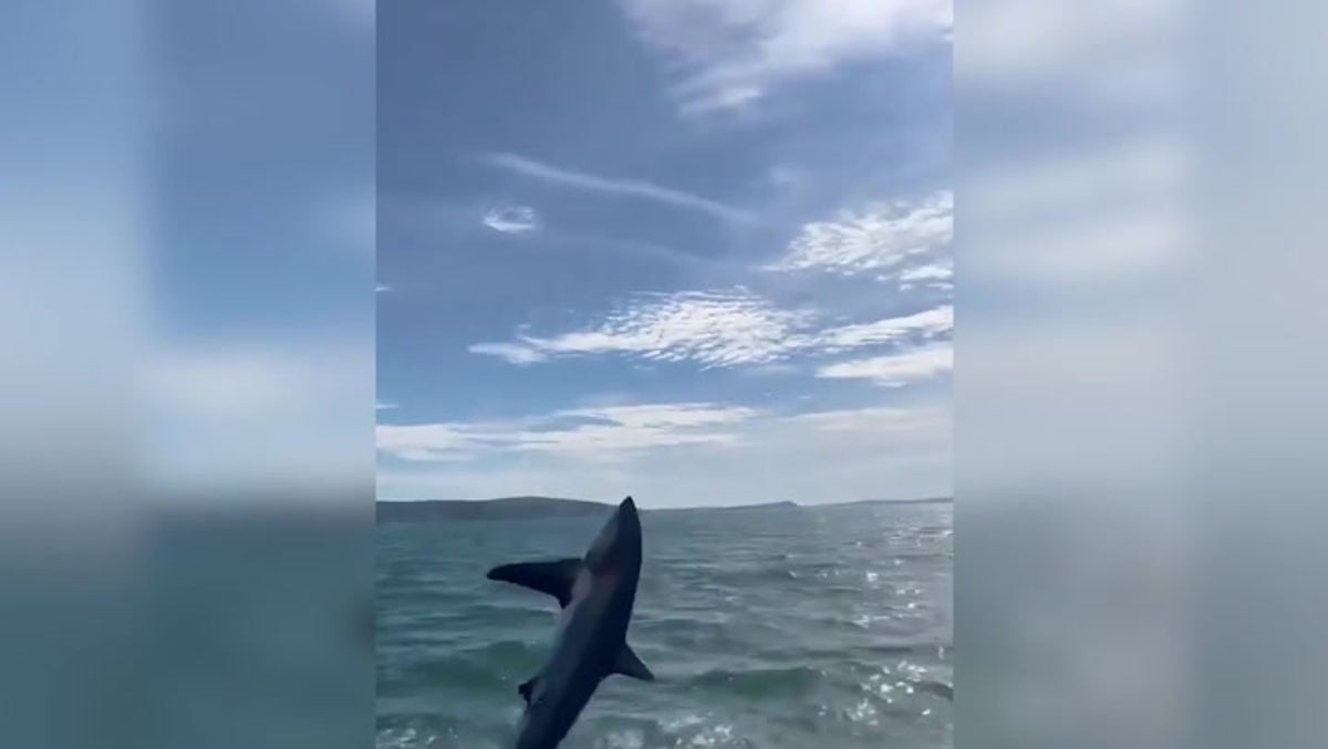 Rare thresher shark captured jumping from ocean off British coast