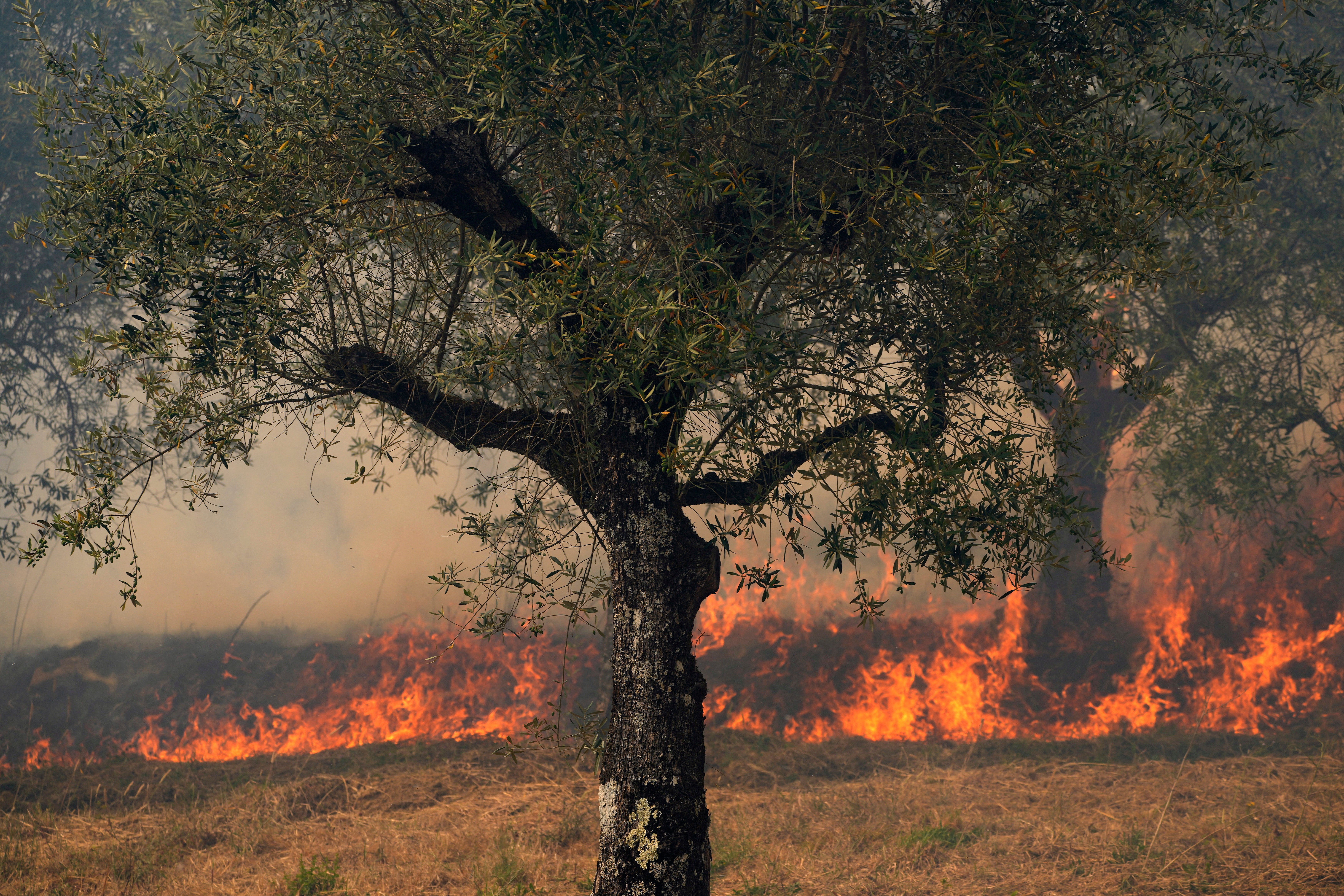Portugal Forest Fires