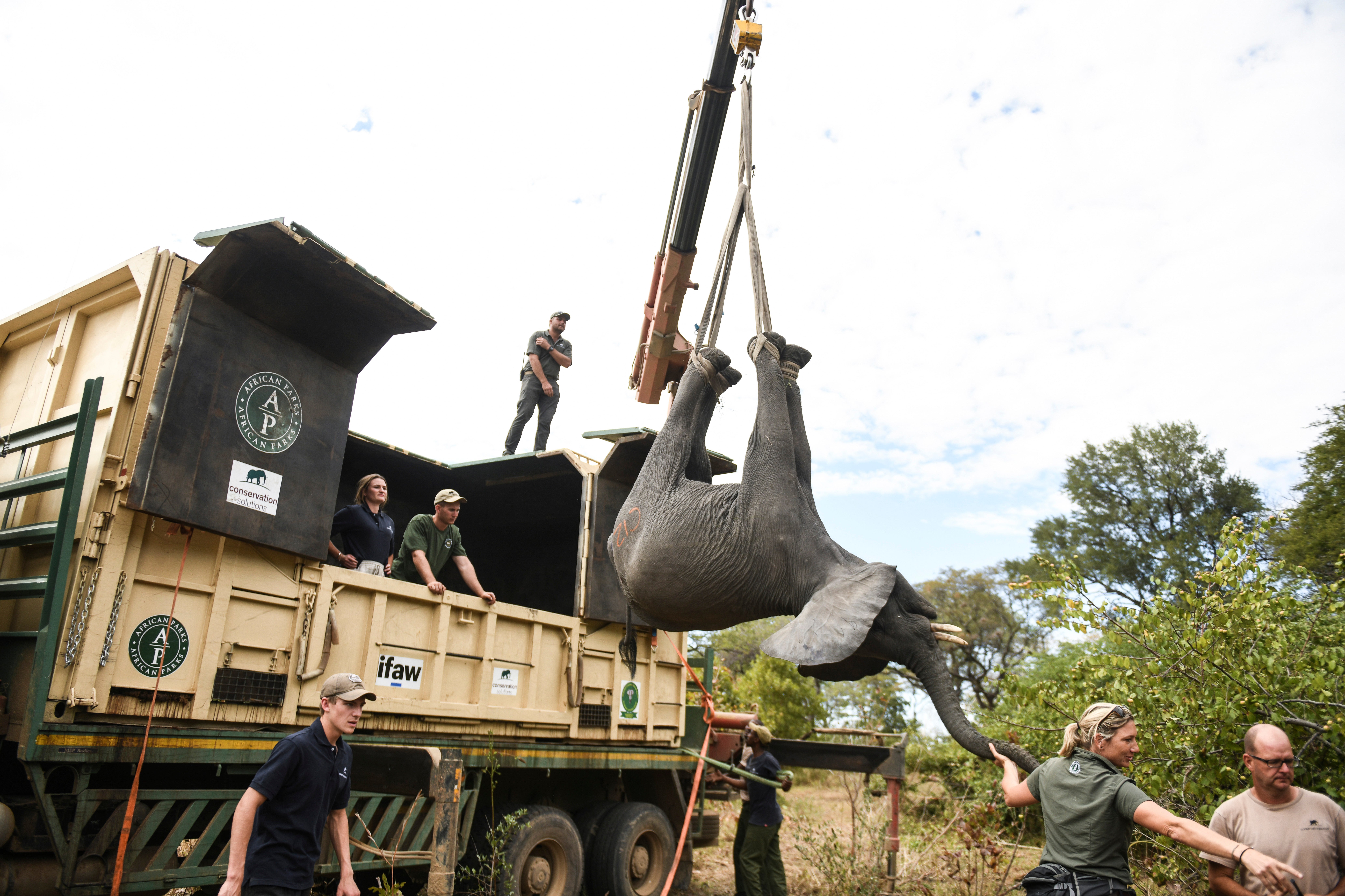 Malawi Elephant Relocation