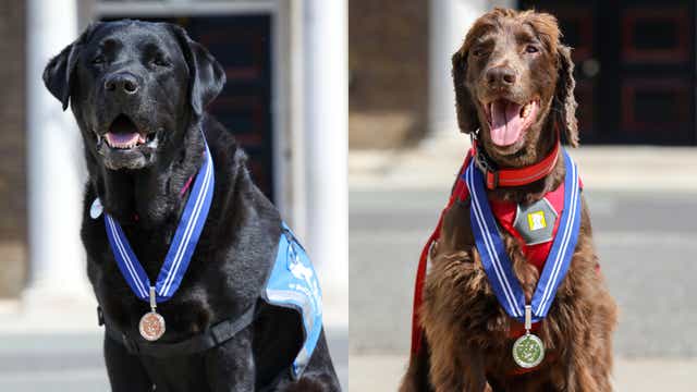 Justice facility dog Oliver and PTSD assistance dog Jerry were among the honoured recipients (PDSA/PA)