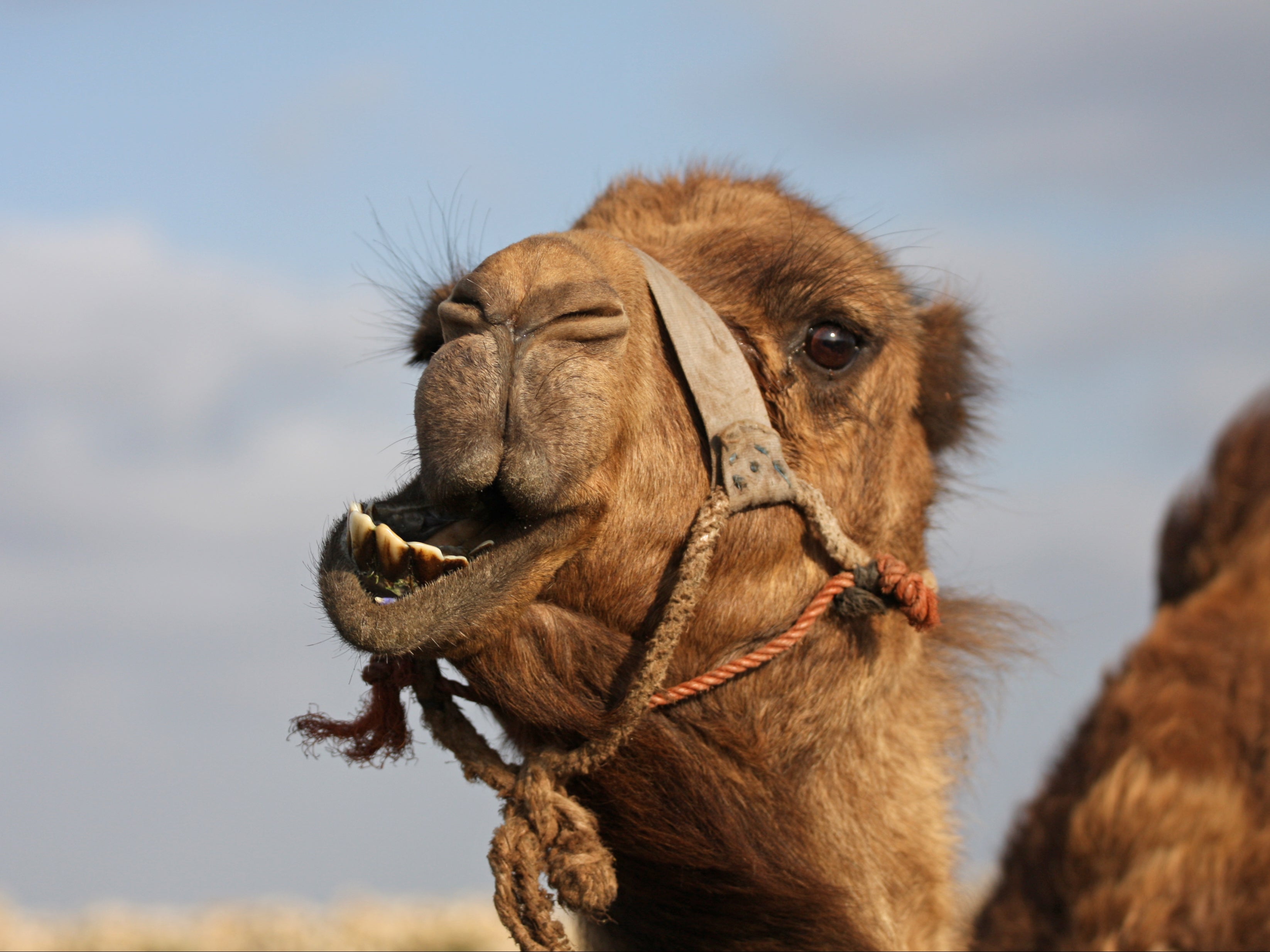 A camel caused ‘minor injuries’ to staff members during encounter