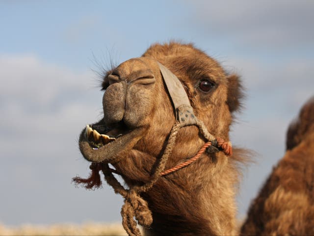 <p>A camel caused ‘minor injuries’ to staff members during encounter </p>