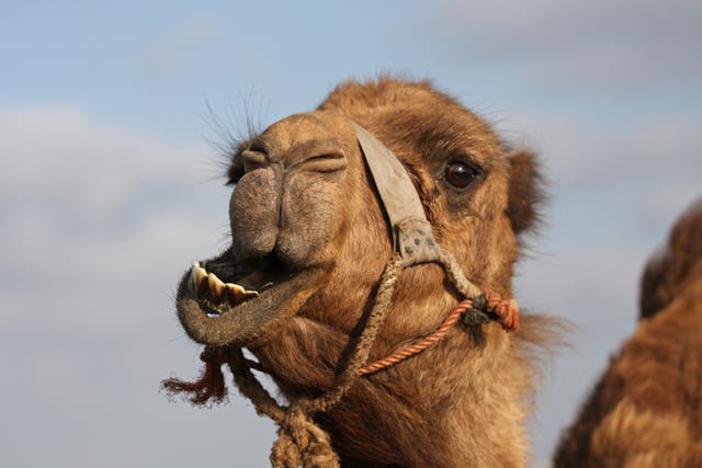 <p>A camel caused ‘minor injuries’ to staff members during encounter </p>