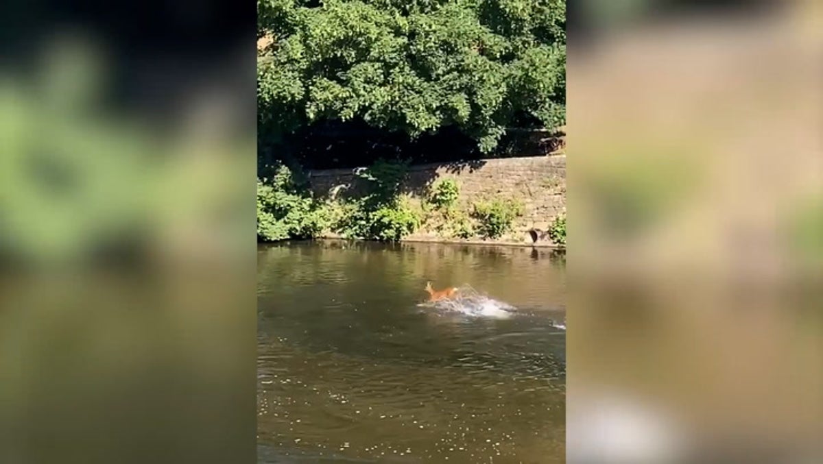 Deer cools down in heatwave by bounding through Derbyshire river
