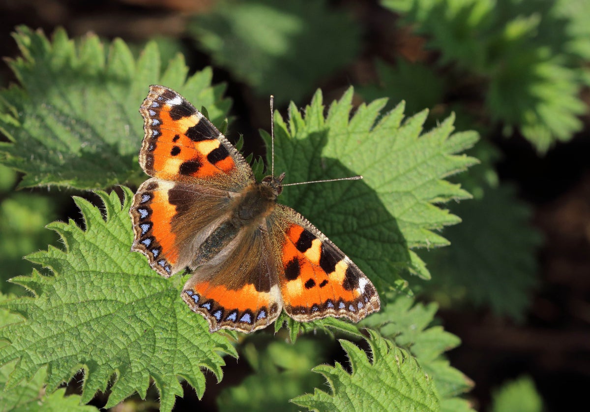 Britons urged to join national butterfly count to save dwindling species