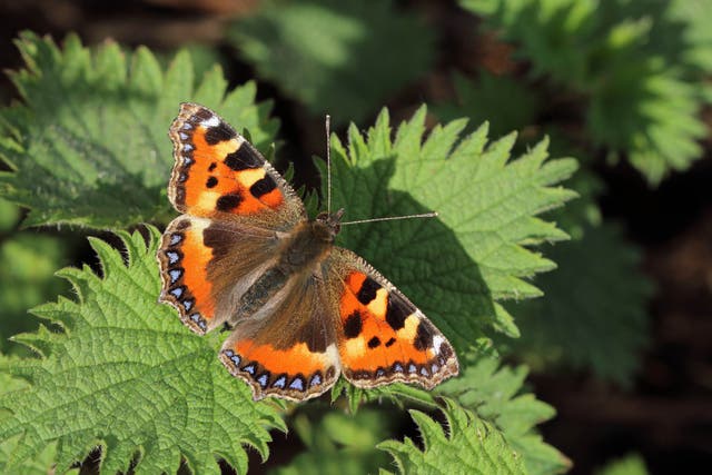Small tortoiseshell butterflies have seen a decline of 79% since 1976 (Butterfly Conservation/PA)