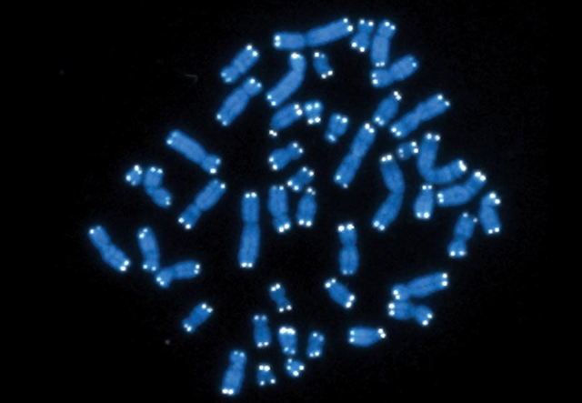 <p>Colored in blue are the 46 chromosomes that make up the human genome</p>