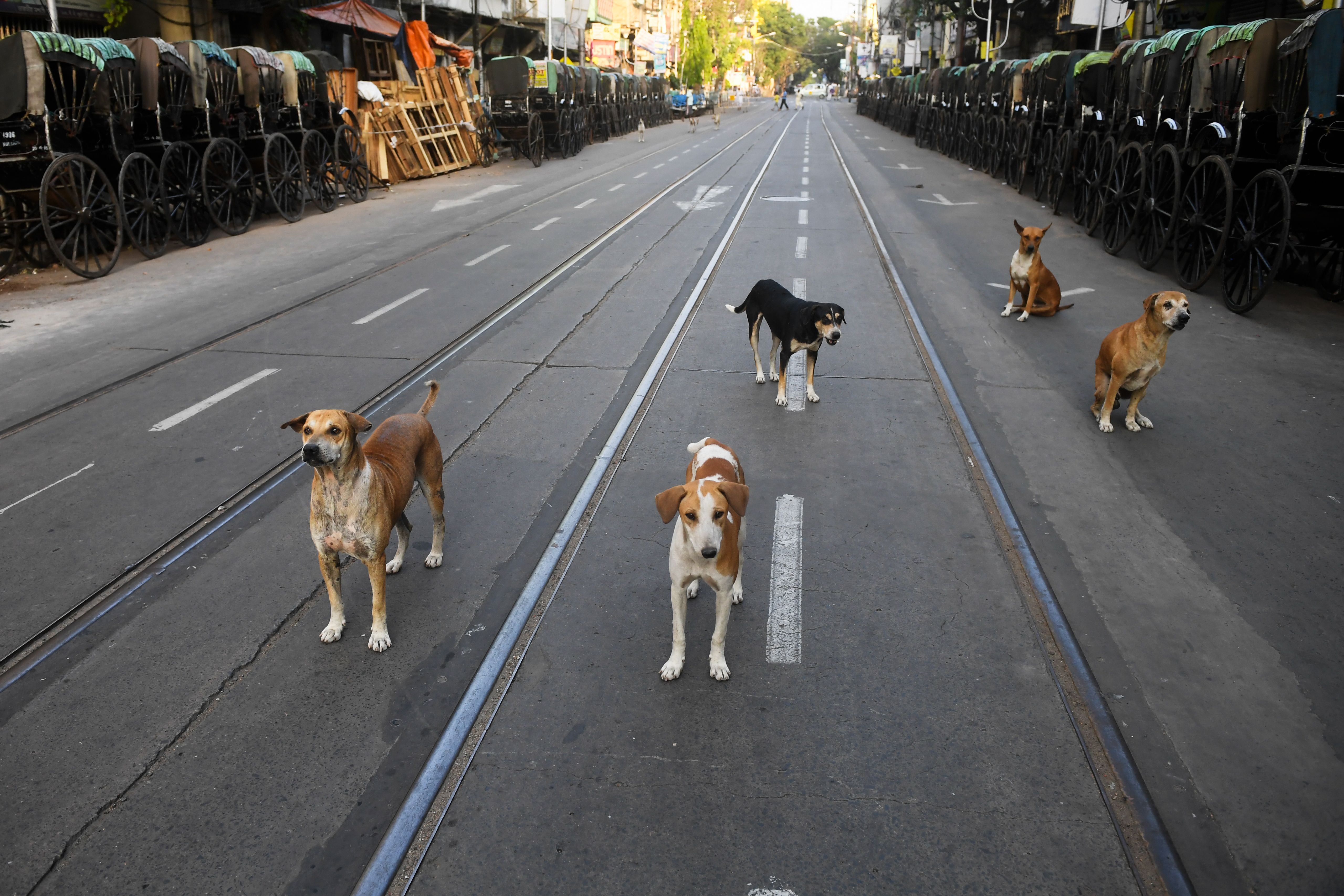 Stray dogs on a deserted road during a Covid lockdown in Kolkata