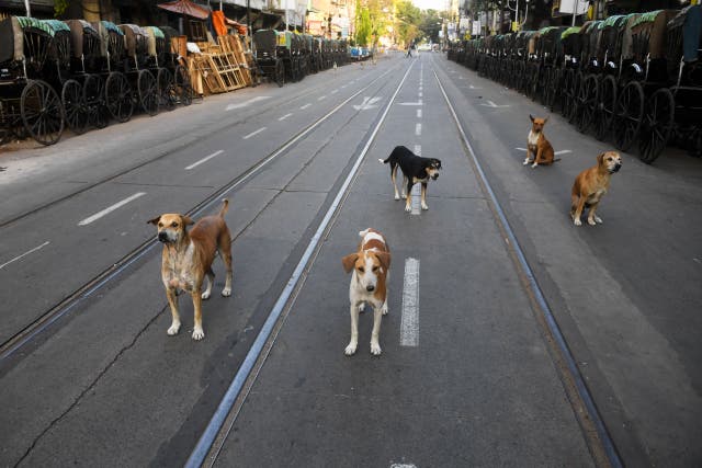 <p>Stray dogs on a deserted road during a Covid lockdown in Kolkata</p>