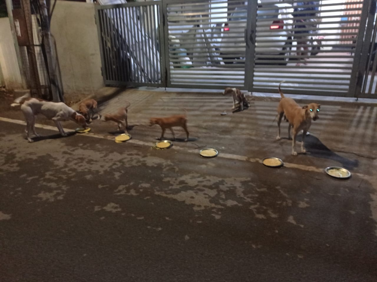 Residents of a neighbourhood in Chennai feeding free-roaming dogs