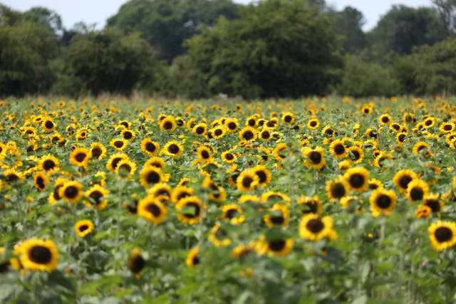 Sunflowers in the field of growers Charles and Henry Robinson near Spalding, Lincolnshire, UK (Paul Marriott/ PA)