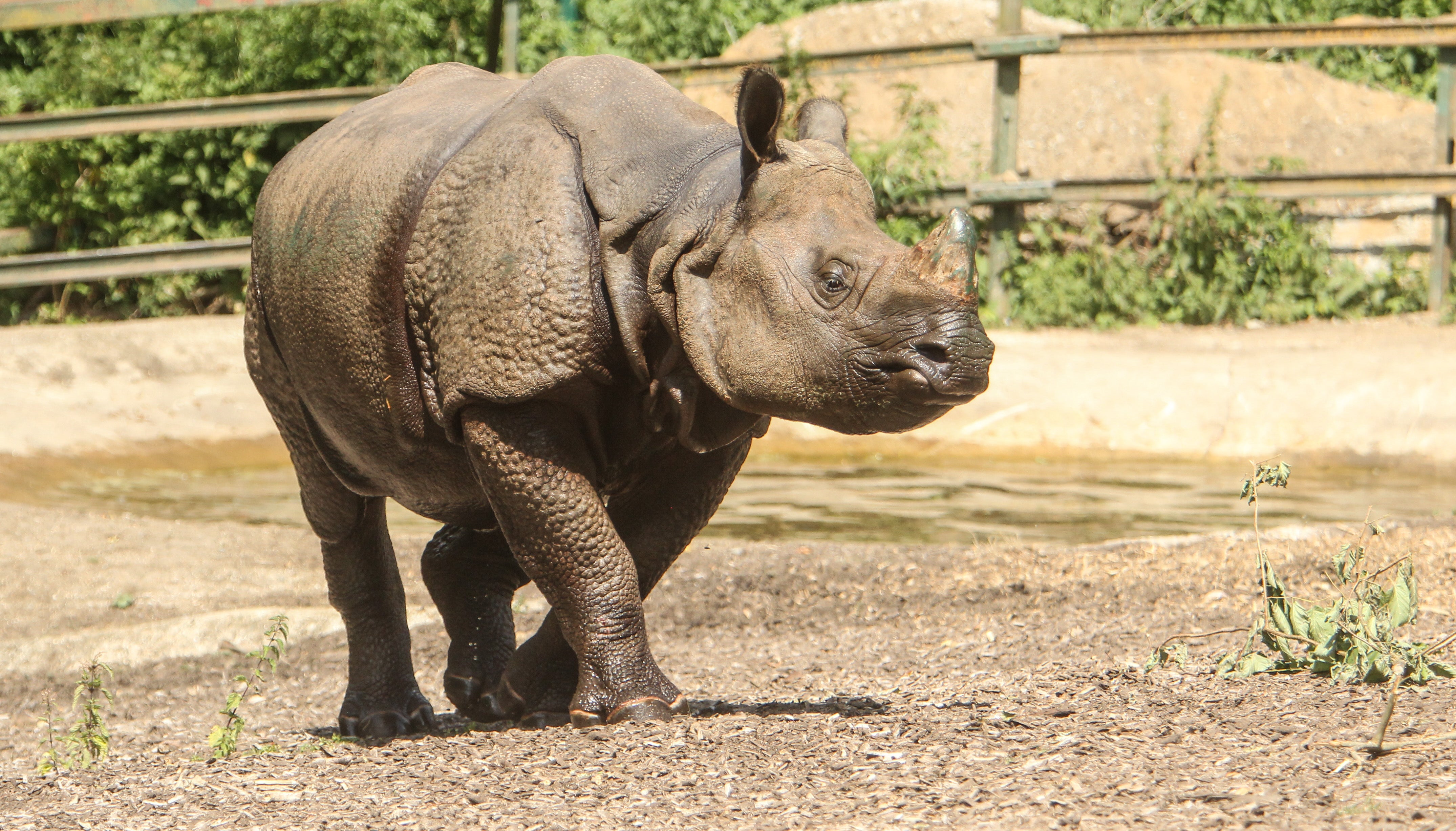 Orys is the new Indian rhino at Port Lympne Reserve in Kent (PA)