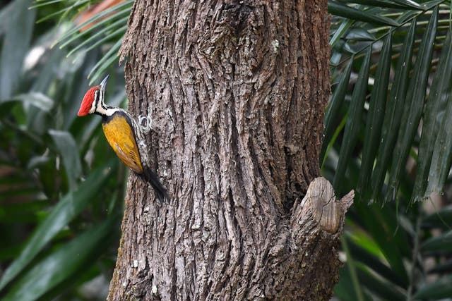 <p>A common flameback woodpecker looks for insects at Pasir Ris Park in Singapore on 24 February, 2021</p>