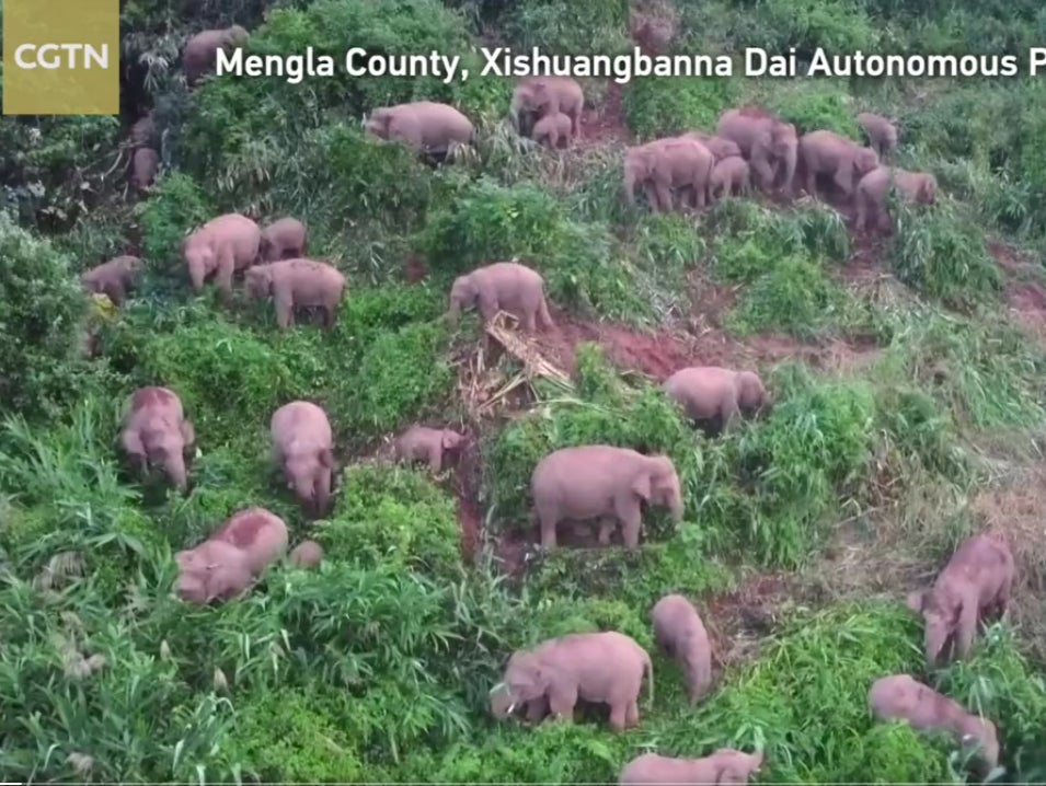 <p>A herd of 30 adult Asian wild elephants were seen frolicking and feeding on lush green vegetation, away from their home, Xishuangbanna National Nature Reserve, China</p>