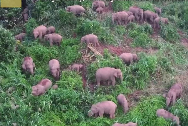 <p>A herd of 30 adult Asian wild elephants were seen frolicking and feeding on lush green vegetation, away from their home, Xishuangbanna National Nature Reserve, China</p>