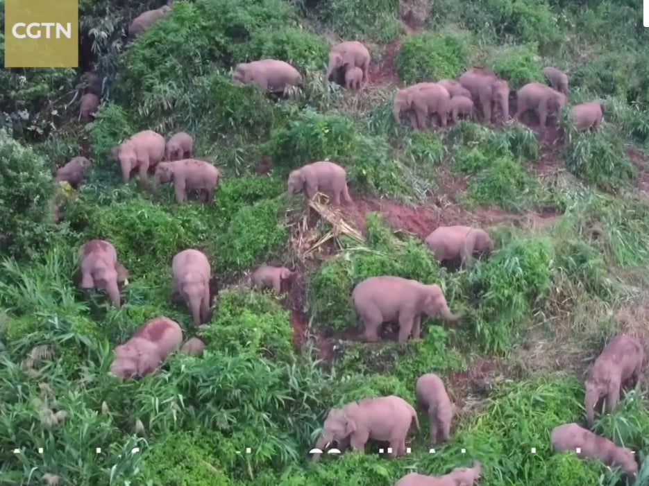 Elephants wandered close to border of Myanmar and Laos border