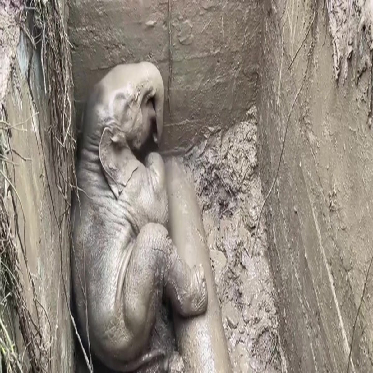 Trapped baby and mum elephant rescued from pit in Thailand | Lifestyle |  Independent TV